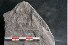 Foto (Detailansicht) von Asterophyllites sp.  (NHMW-GEO-2024-0188-10993)